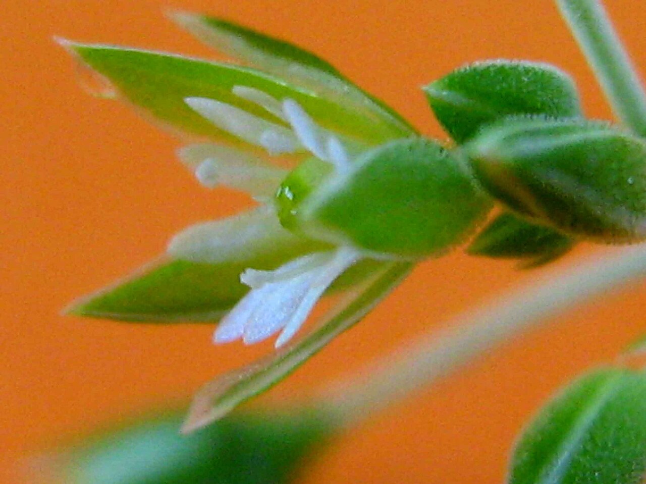 Whitesnow: Drymaria cordata (L.) Willd. ex Roem. & Schult.
