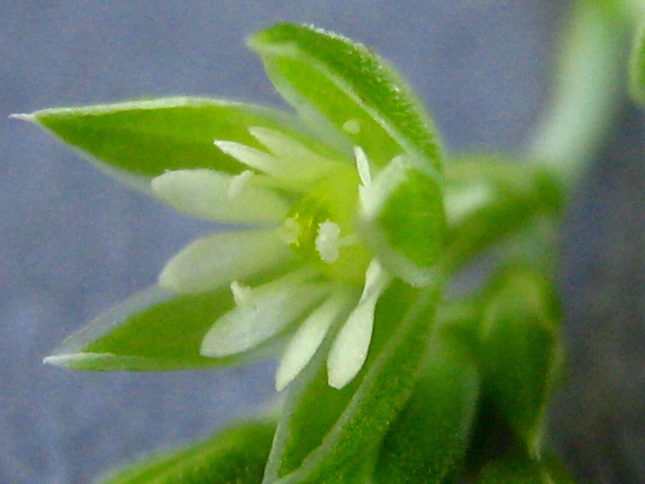 Whitesnow: Drymaria cordata (L.) Willd. ex Roem. & Schult.