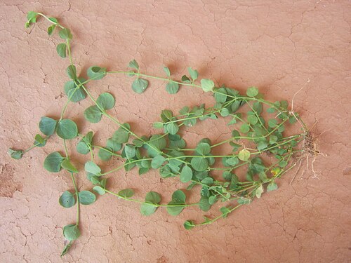 Whitesnow: Uprooted Drymaria cordata found in Panchkhal Valley, Nepal.