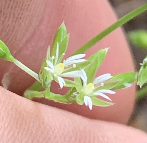Whitesnow (Drymaria cordata)