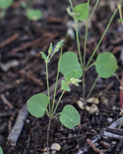 Fendler's drymary (Drymaria glandulosa)