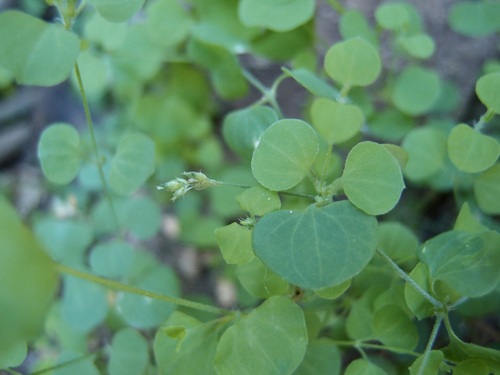 Fendler's drymary (Drymaria glandulosa)