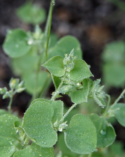 Fendler's drymary (Drymaria glandulosa)