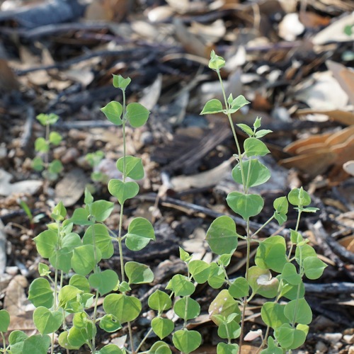 Fendler's drymary (Drymaria glandulosa)