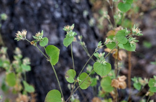 Fendler's drymary (Drymaria glandulosa)