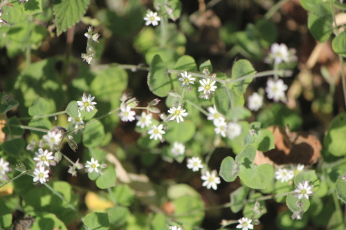 Fendler's drymary (Drymaria glandulosa)