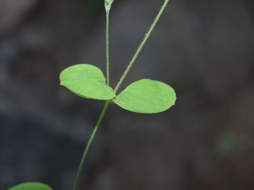 Fendler's drymary (Drymaria glandulosa)