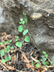 Fendler's drymary (Drymaria glandulosa)