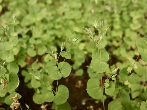 Fendler's drymary (Drymaria glandulosa)