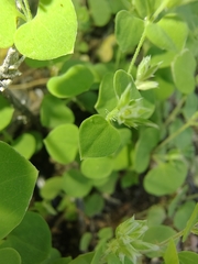 Fendler's drymary (Drymaria glandulosa)