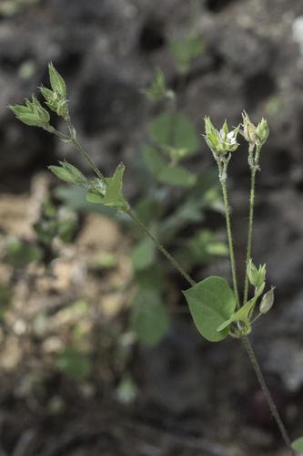 Fendler's drymary (Drymaria glandulosa)