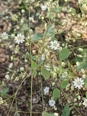 Drymaria gracilis (Drymaria gracilis)