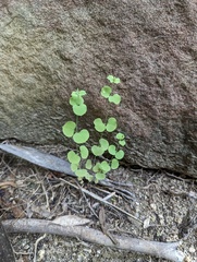 Drymaria gracilis (Drymaria gracilis)