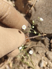 Drymaria gracilis (Drymaria gracilis)