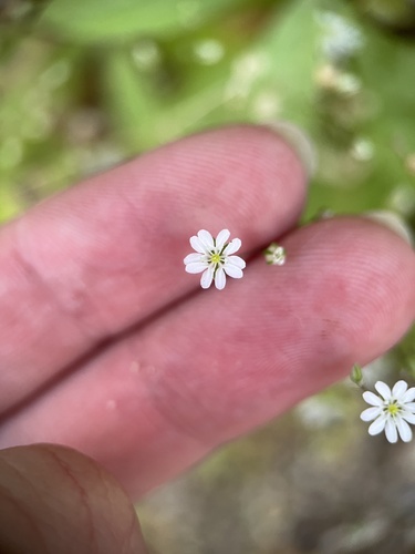 Drymaria gracilis (Drymaria gracilis)
