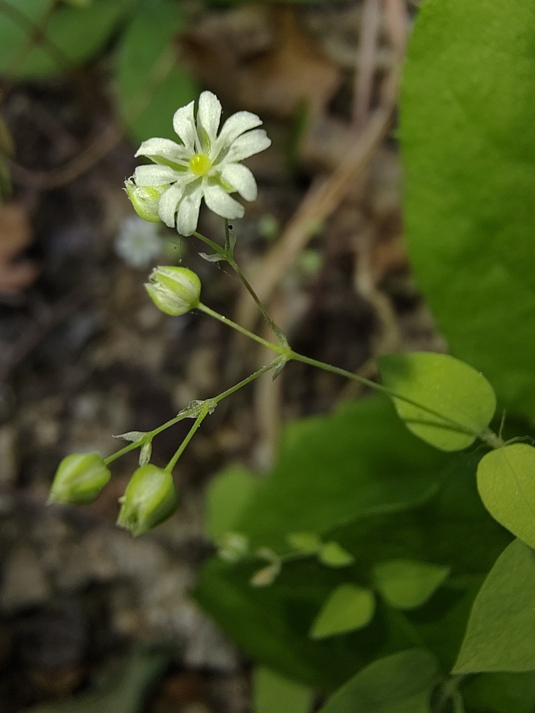 Drymaria gracilis (Drymaria gracilis)