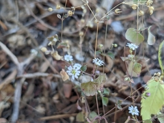 Drymaria gracilis (Drymaria gracilis)