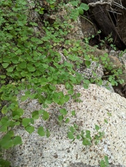 Drymaria gracilis (Drymaria gracilis)