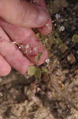 Drymaria gracilis (Drymaria gracilis)