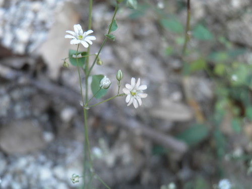 Drymaria gracilis (Drymaria gracilis)