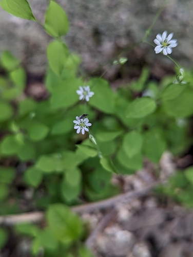 Drymaria gracilis (Drymaria gracilis)