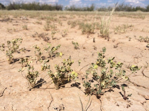 Thickleaf drymary (Drymaria pachyphylla)