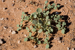 Thickleaf drymary (Drymaria pachyphylla)