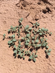 Thickleaf drymary (Drymaria pachyphylla)