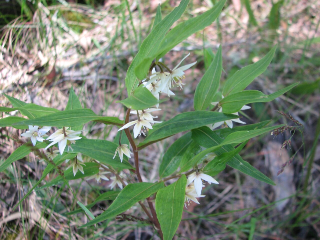 Drymophila cyanocarpa: Drymophila cyanocarpa , near Aberfeldy, Victoria, Australia