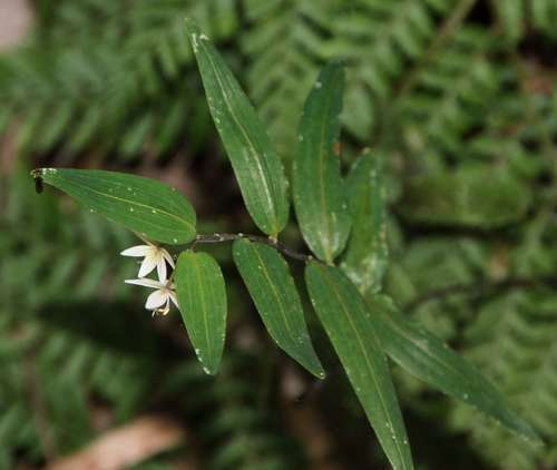 Drymophila cyanocarpa (Drymophila cyanocarpa)