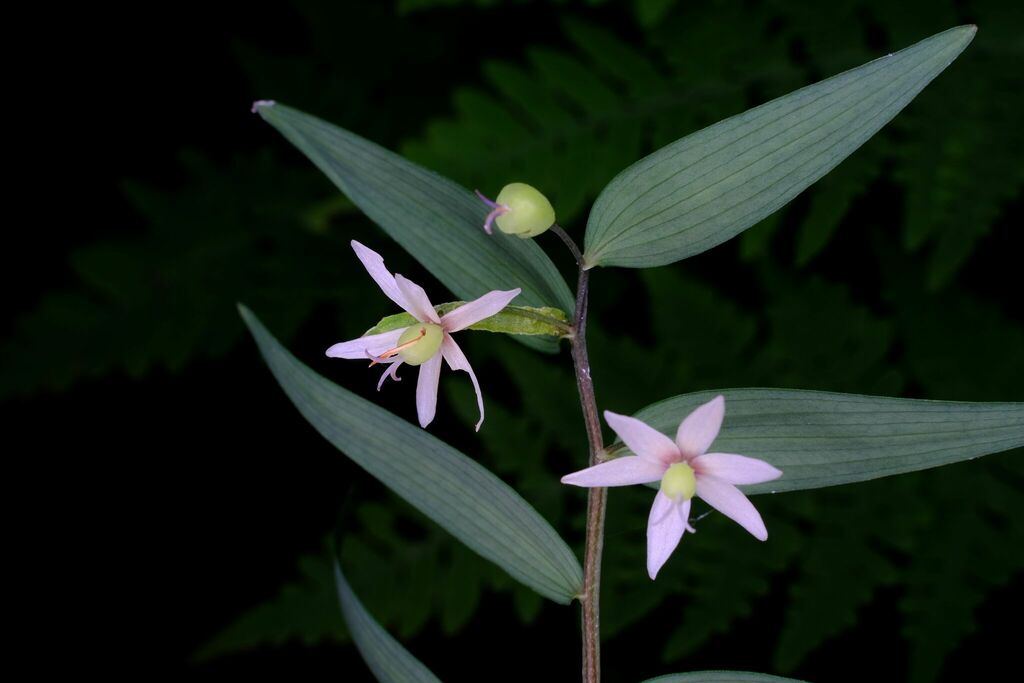 Drymophila cyanocarpa (Drymophila cyanocarpa)