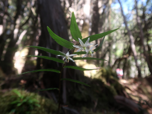 Drymophila cyanocarpa (Drymophila cyanocarpa)