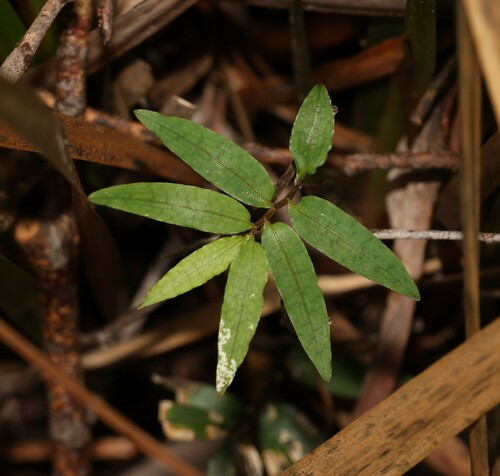 Drymophila cyanocarpa (Drymophila cyanocarpa)