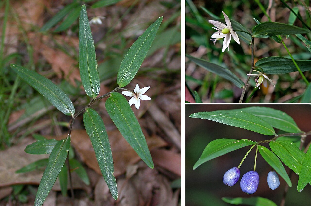 Drymophila cyanocarpa: Drymophila cyanocarpa (Turquoise Berry). Branched herb to 40 cm high. Flowers Nov - Jan