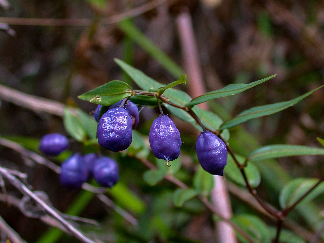 Drymophila cyanocarpa: Drymophila cyanocarpa fruit