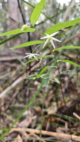 Drymophila cyanocarpa (Drymophila cyanocarpa)