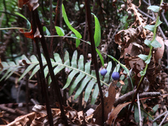 Drymophila cyanocarpa (Drymophila cyanocarpa)