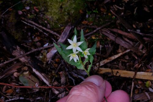 Drymophila cyanocarpa (Drymophila cyanocarpa)
