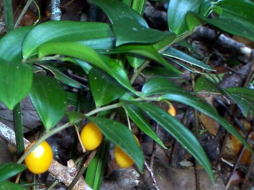 Drymophila moorei: fruit of Orange Berry at Mount Banda Banda