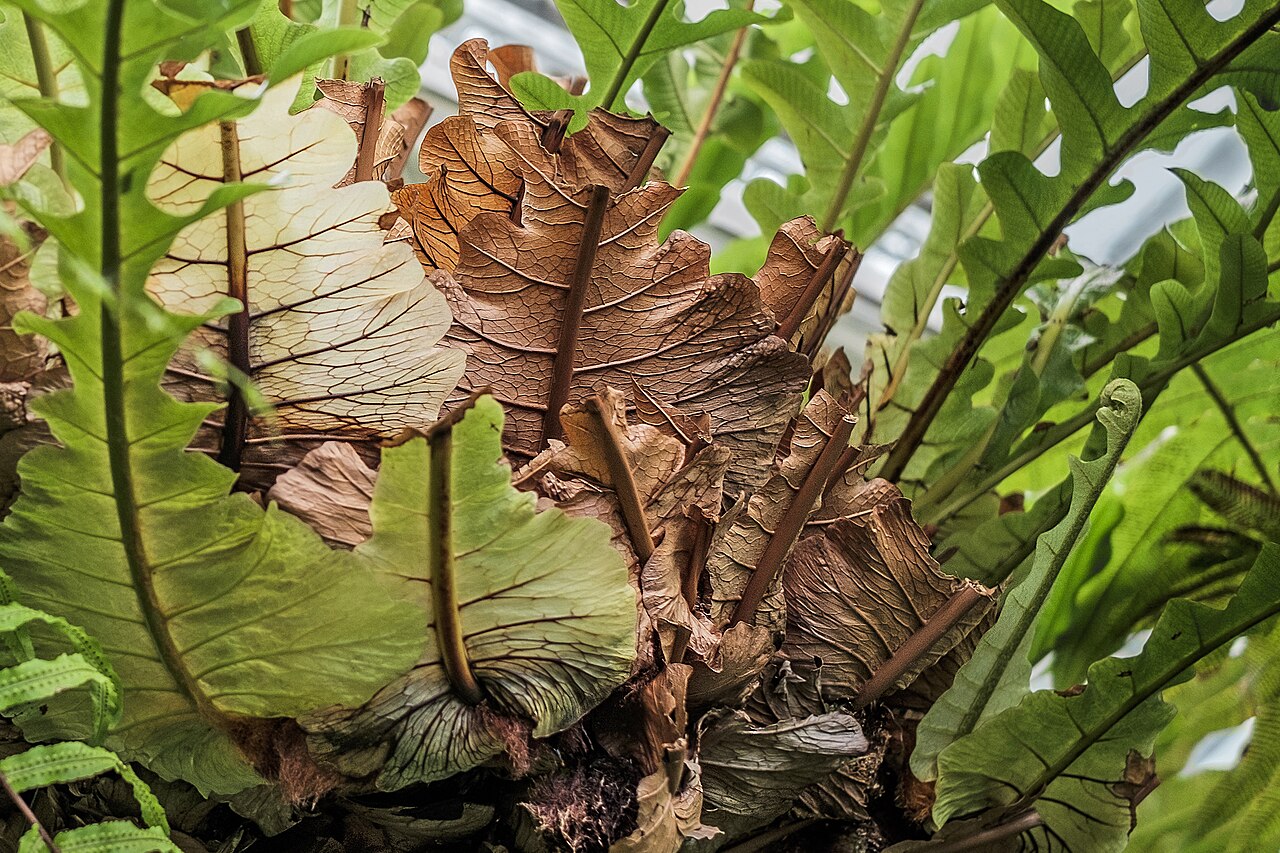 Drynaria coronans: Aglaomorpha coronans in the Botanical Garden of the Komarov Botanical Institute of the Russian Academy of Sciences