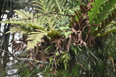 Drynaria heracleum (Drynaria heracleum)