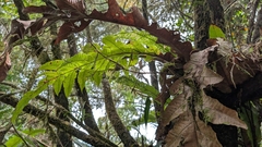 Drynaria heracleum (Drynaria heracleum)