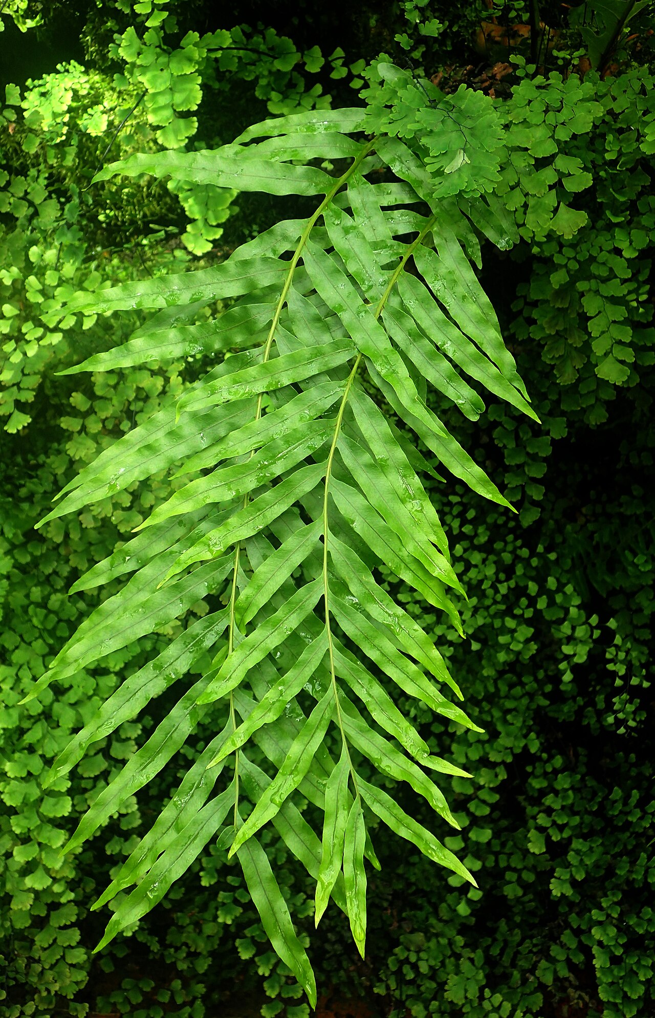 Drynaria hieronymi: Aglaomorpha hieronymi at Garfield Park Conservatory