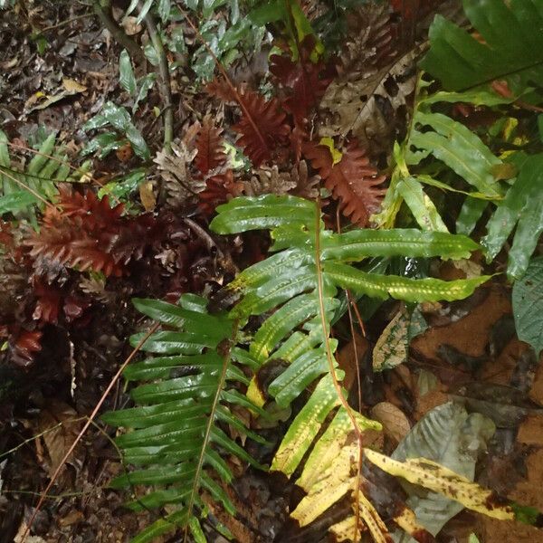 Drynaria laurentii (Drynaria laurentii)