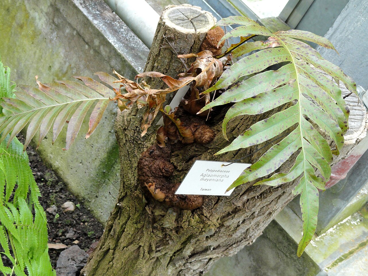 Drynaria meyeniana: Aglaomorpha meyeniana specimen in the Botanischer Garten Freiburg, Freiburg im Breisgau, Baden-Württemberg, Germany.
