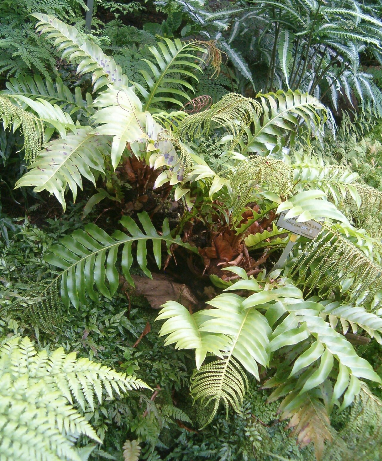 Drynaria meyeniana: At Botanical Gardens Berlin-Dahlem Species Aglaomorpha meyeniana