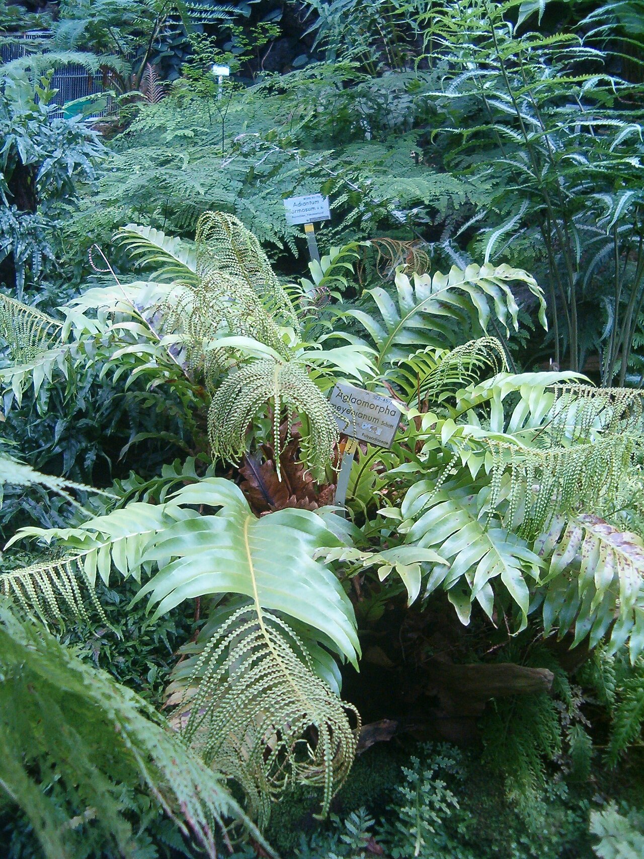 Drynaria meyeniana: At Botanical Gardens Berlin-Dahlem Species Aglaomorpha meyeniana
