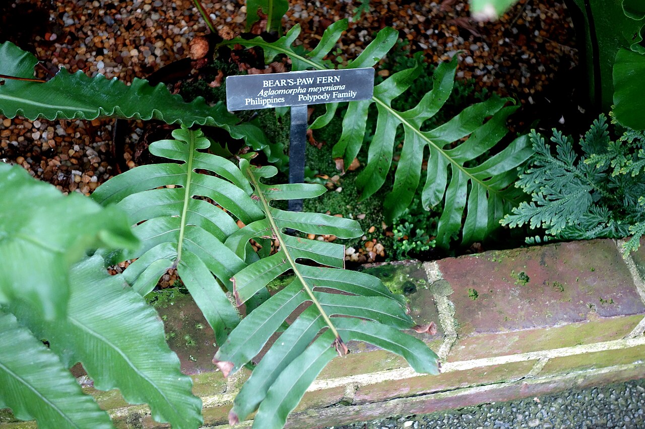 Drynaria meyeniana: Botanical specimen in Longwood Gardens, 1001 Longwood Rd, Kennett Square, Pennsylvania, USA.