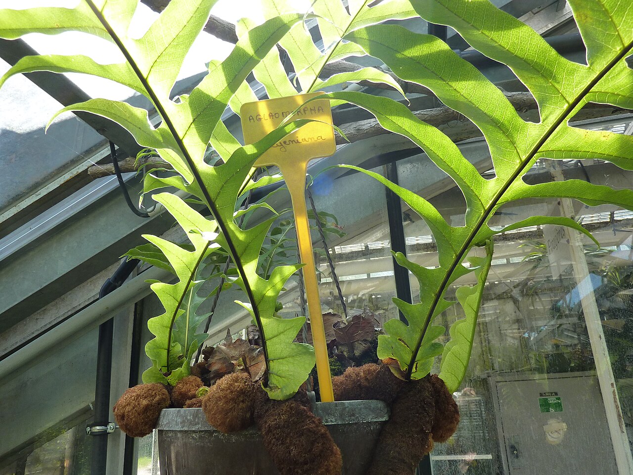 Drynaria meyeniana: Aglaomorpha meyeniana . Serres d'Auteuil - Jardin botanique de la Ville de Paris - France