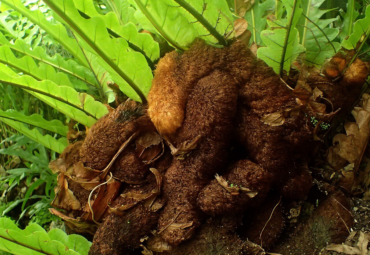 Drynaria meyeniana: Aglaomorpha meyeniana at Garfield Park Conservatory
